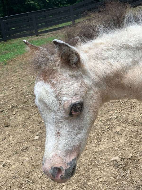 mini-pony-appaloosa
