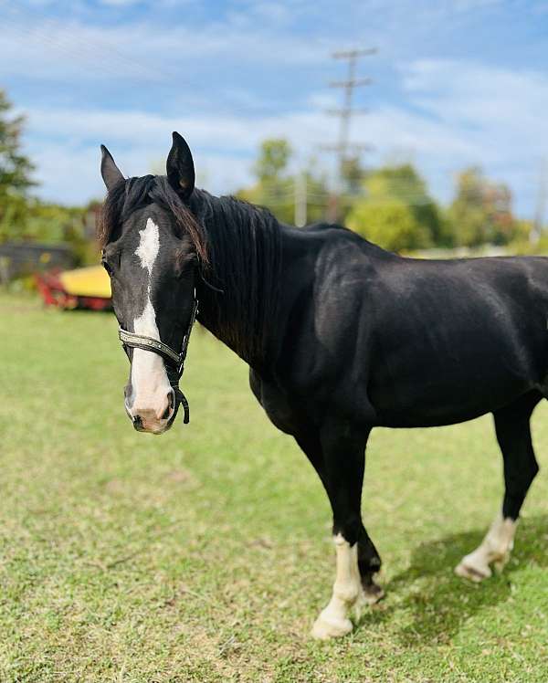 western-riding-dutch-warmblood-horse