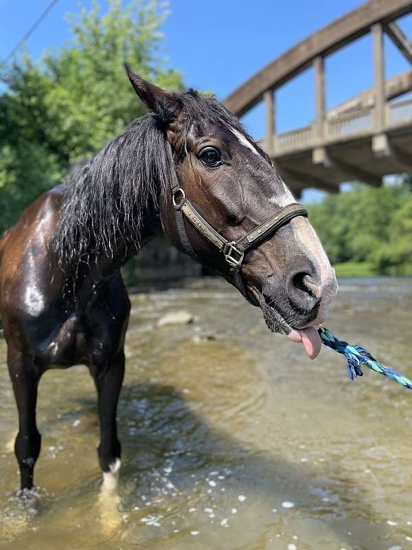 black-western-riding-horse