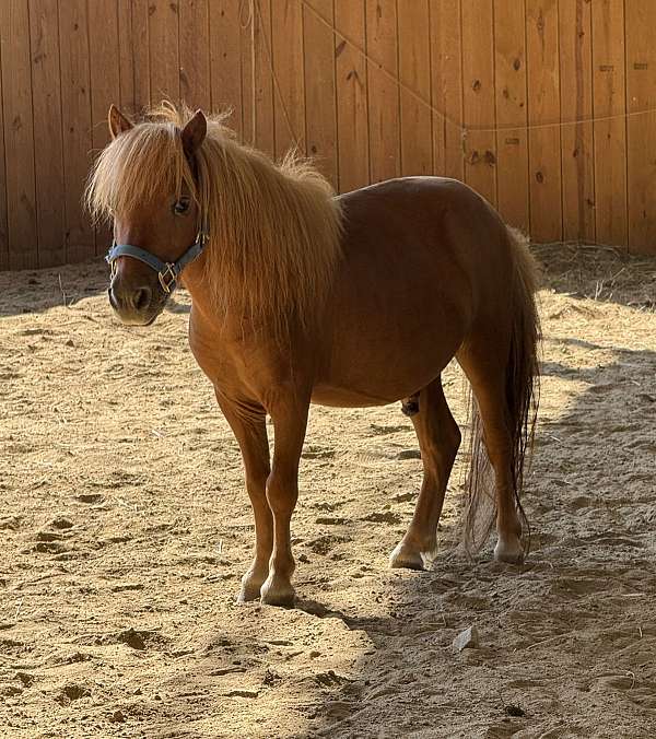white-star-pony