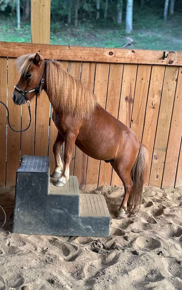 chestnut-white-star-pony