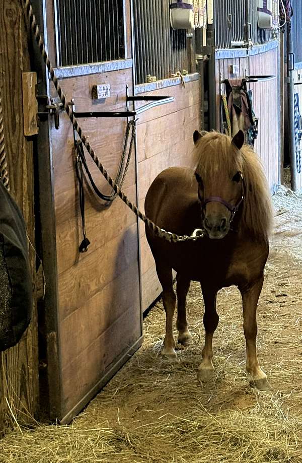 kid-miniature-pony