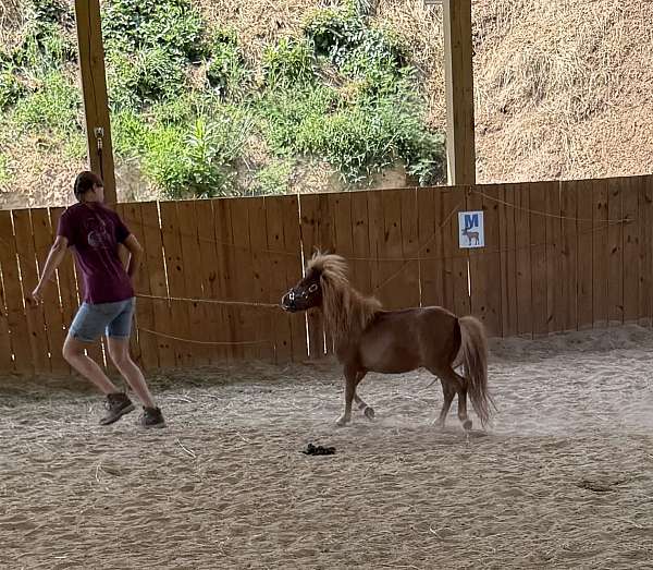 miniature-pony