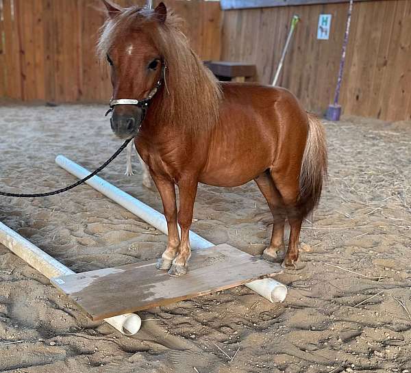 beginner-miniature-pony