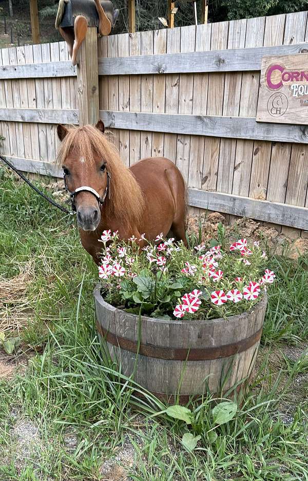 flaxen-mane-miniature-pony
