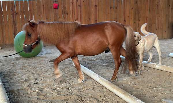 kid-safe-miniature-pony