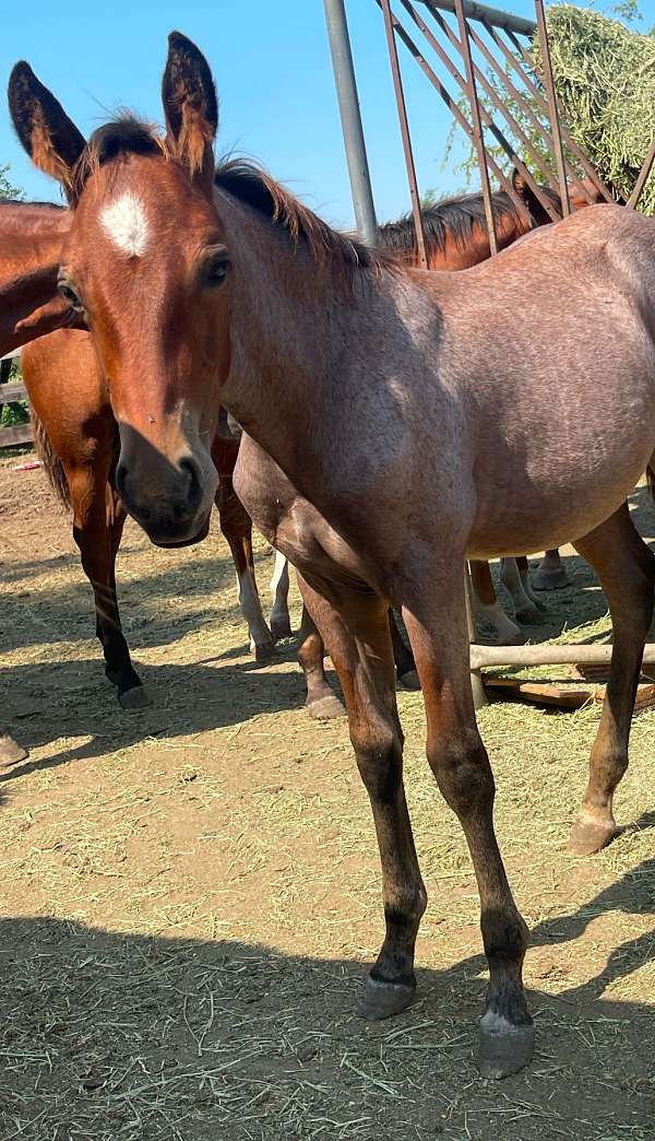 quarter-horse-colt