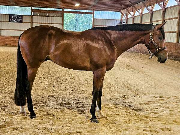 quarter-horse-for-sale