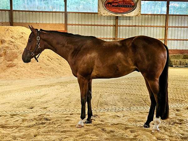quarter-horse-gelding