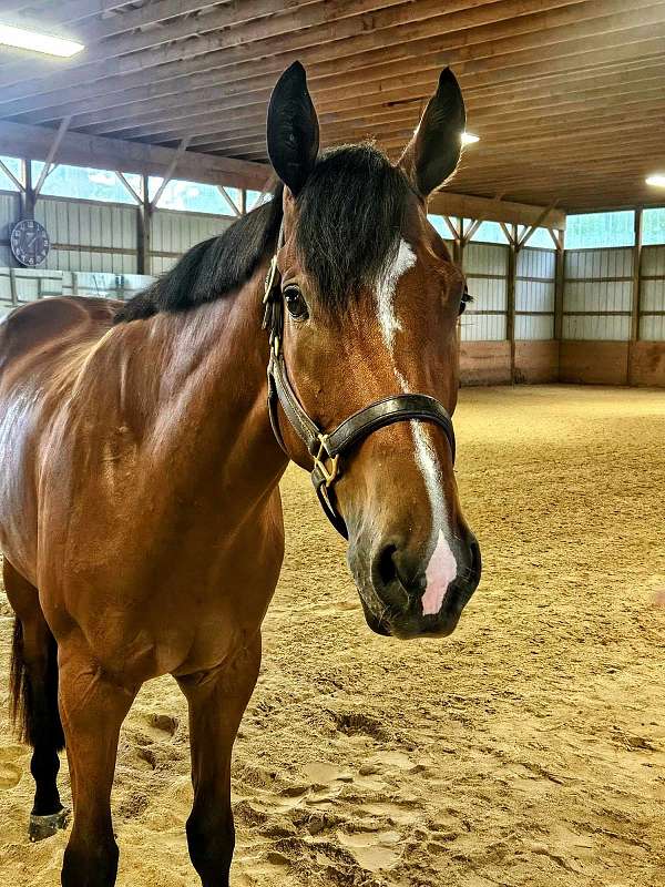 quarter-horse