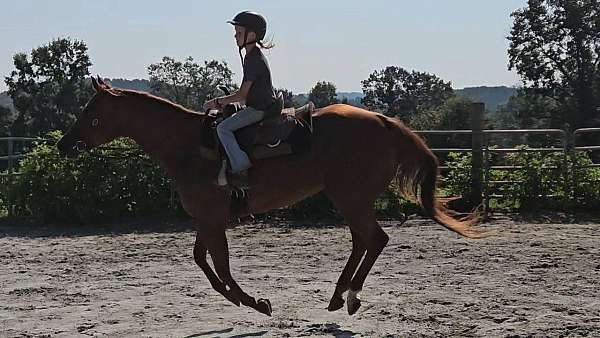 bay-tobiano-warmblood-mare