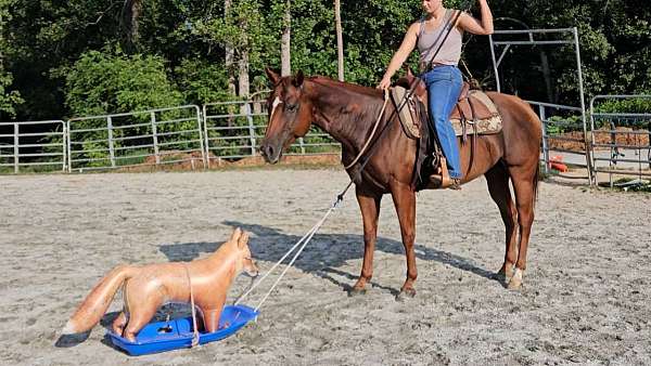 bay-tobiano-jumping-horse