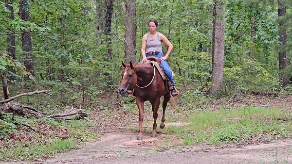 bay-tobiano-warmblood-for-sale