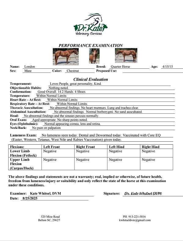 bay-tobiano-warmblood-horse