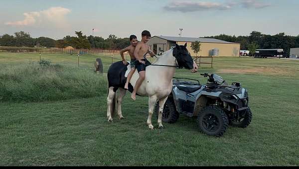 athletic-draft-horse