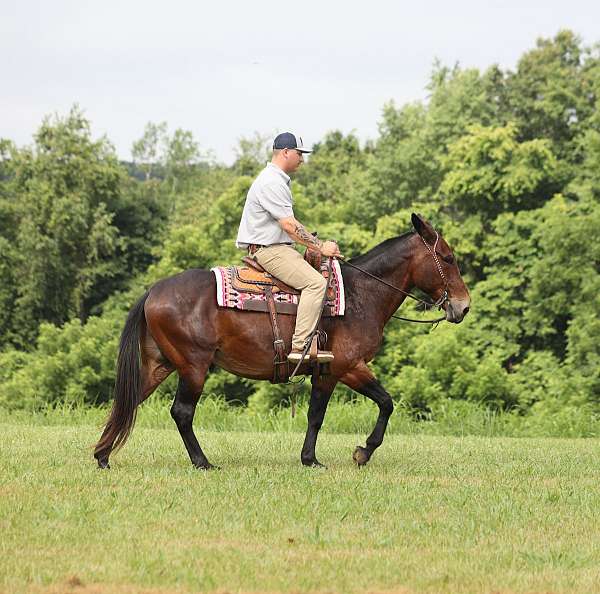 pampered-gelding