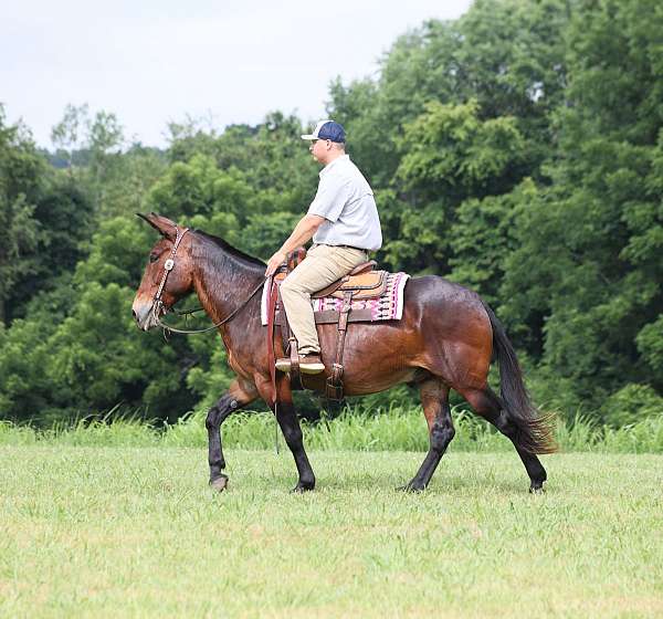 safe-to-ride-gelding