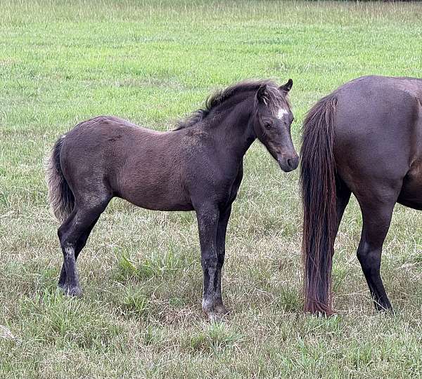 fantastic-miniature-horse