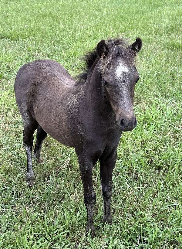 untrained-miniature-horse