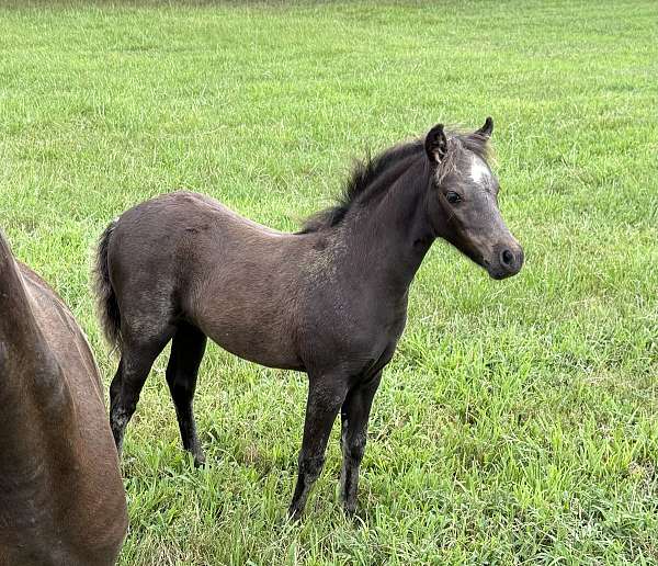breeding-showmanship-miniature-horse