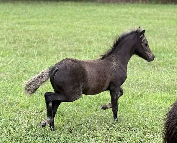refined-colt