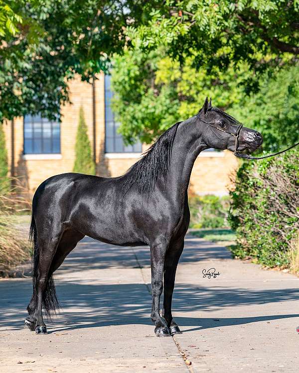 untrained-colt