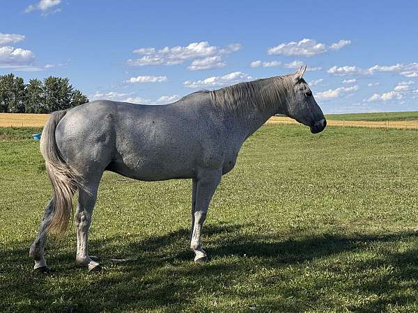 black-canadian-broodmare-foal