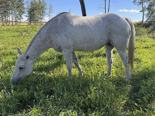 black-aqha-broodmare-foal