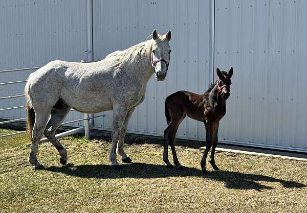 aqha-canadian-broodmare-foal