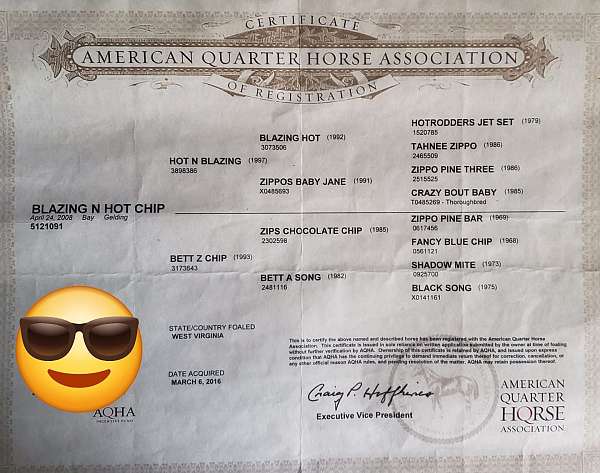 advanced-quarter-horse
