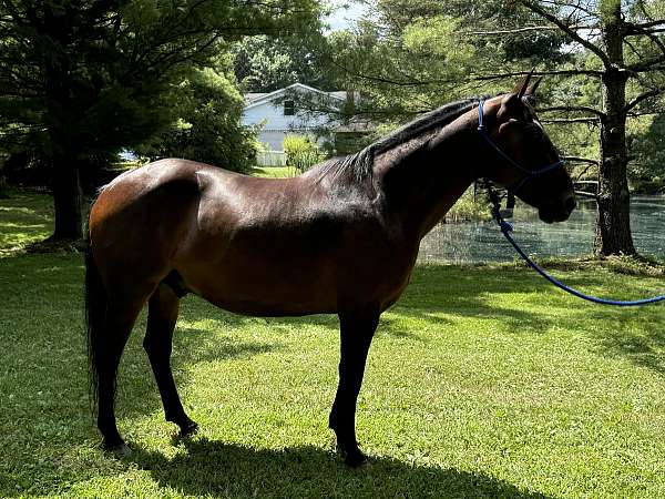 aqha-quarter-horse