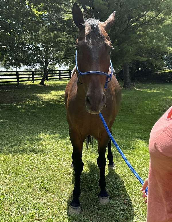 aqha-registered-quarter-horse
