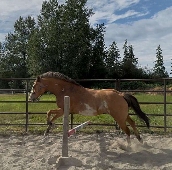 dunalino-zebra-stripes-pony