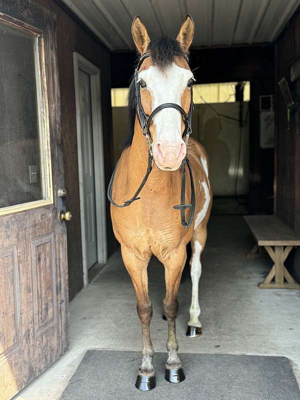 zebra-stripes-pony
