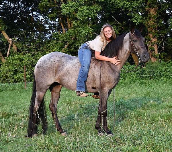 my-pony-connection-missouri-fox-trotter