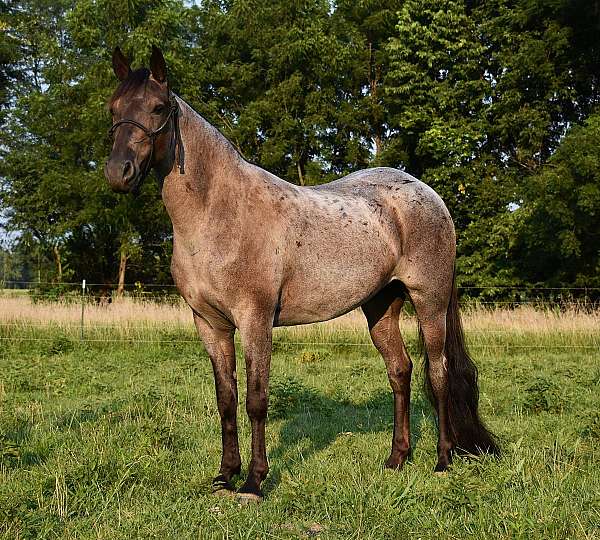 barrel-missouri-fox-trotter-pony