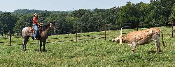 homozygous-black-missouri-fox-trotter-pony