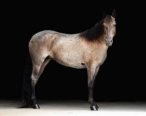 money-winner-missouri-fox-trotter-pony