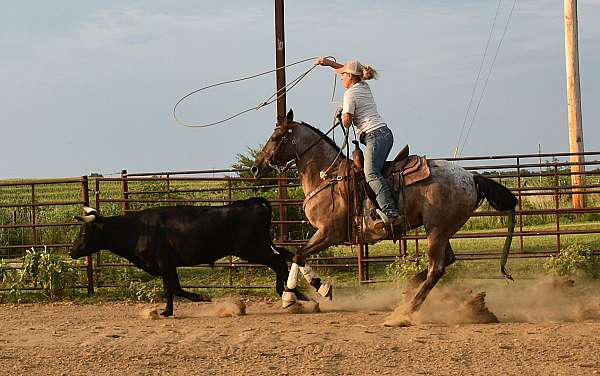 gun-safe-pony-mare