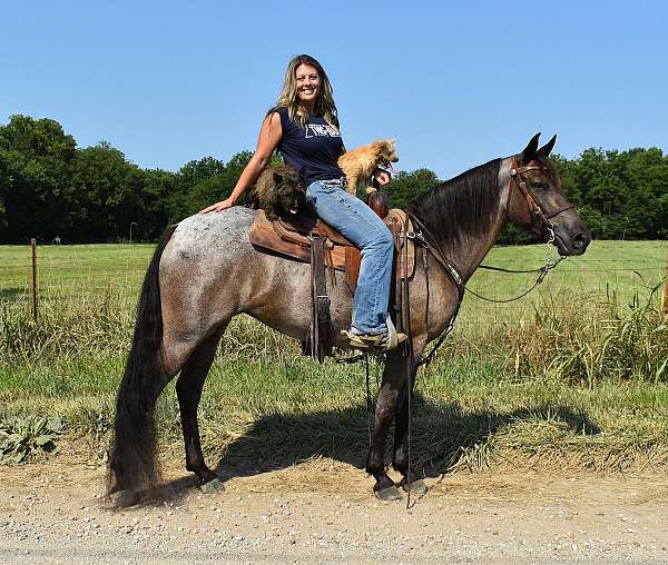 trail-pony-for-sale-mare