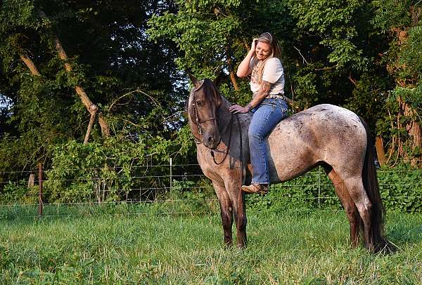 blue-roan-field-hunter-pony