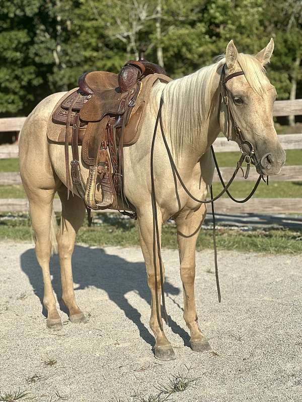 cross-kid-safe-horse