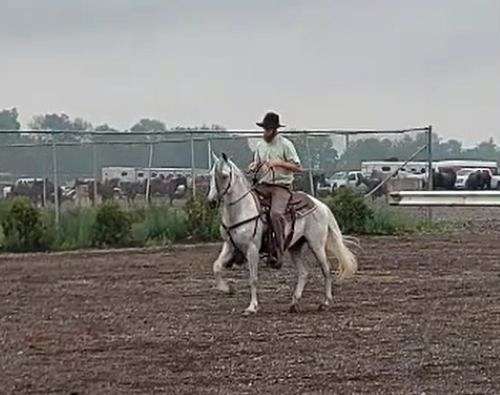 collects-paso-fino-horse