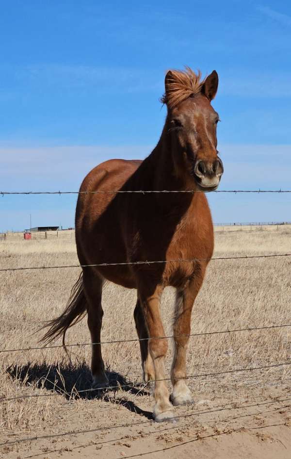 sorrel-haflinger-filly