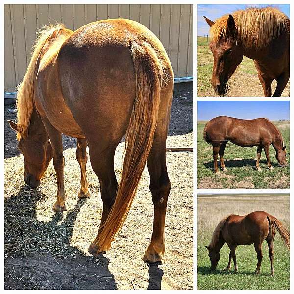 gentle-filly-haflinger-horse
