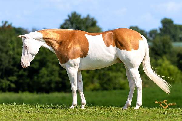 Romeo - Amazing All Around Horse 4 yo Palomino AQHA/APHA Gelding!