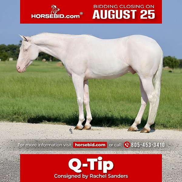 all-around-quarter-horse