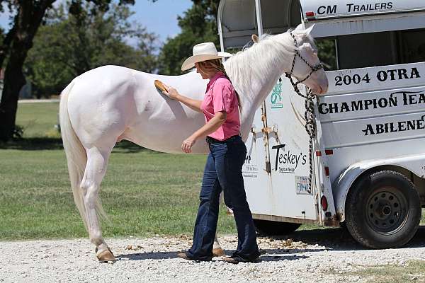 athletic-quarter-horse
