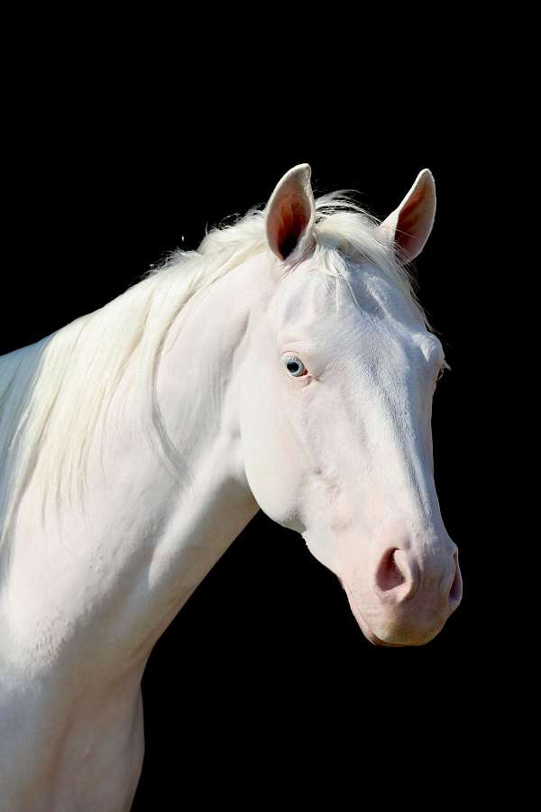 blue-eyed-quarter-horse