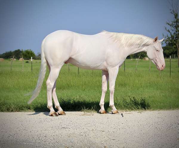 flashy-quarter-horse